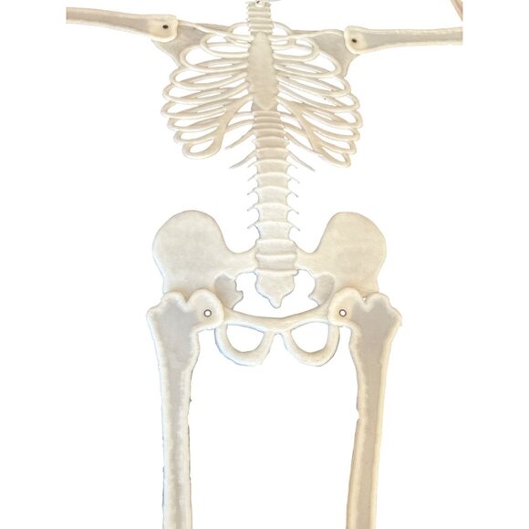 Halloween Glow-In-The-Dark Skeleton Decoration Moveable limbs - Picture 4 of 4